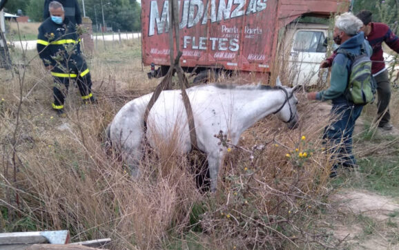 Estación Camet, rescataron un caballo.
