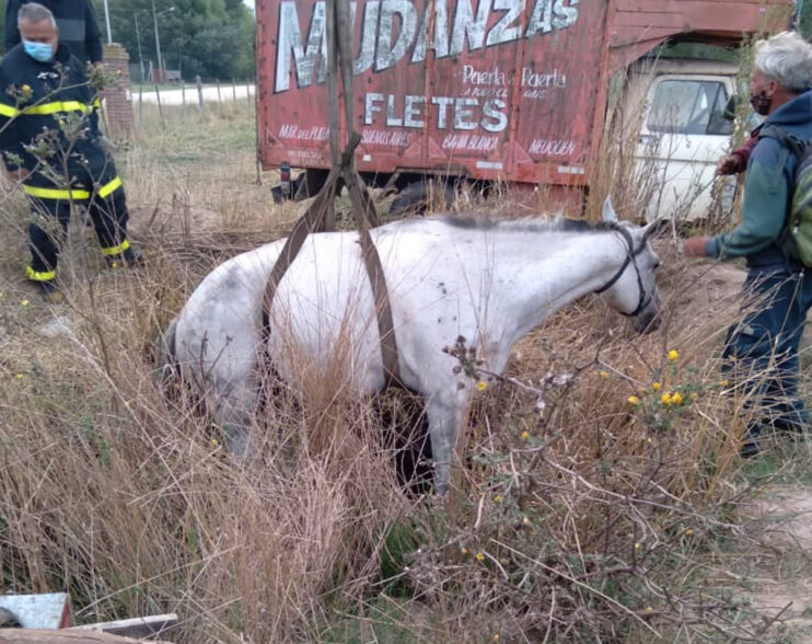 Estación Camet, rescataron un caballo.