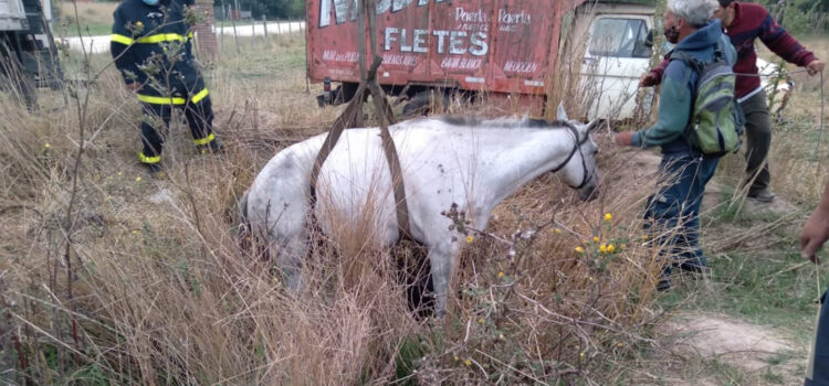 Estación Camet, rescataron un caballo.