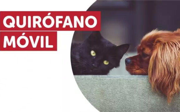 Nuevo cronograma para el quirófano móvil de animales