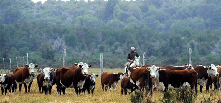 – ACUERDO CON LA MESA DE ENLACE Manzur: “Con la liberación de exportaciones de carne, se refuerzan políticas que cuidan empleo”