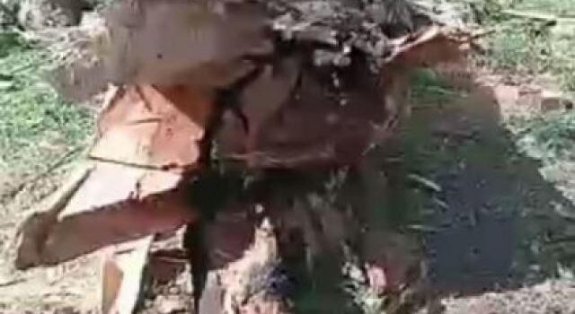 Exigen informes a Montenegro por la tala de árboles en la Reserva Forestal Parque Camet