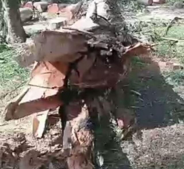 Exigen informes a Montenegro por la tala de árboles en la Reserva Forestal Parque Camet